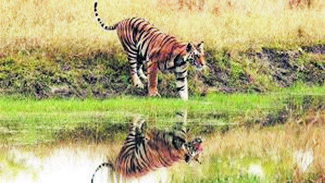 Bandhavgarh_1  