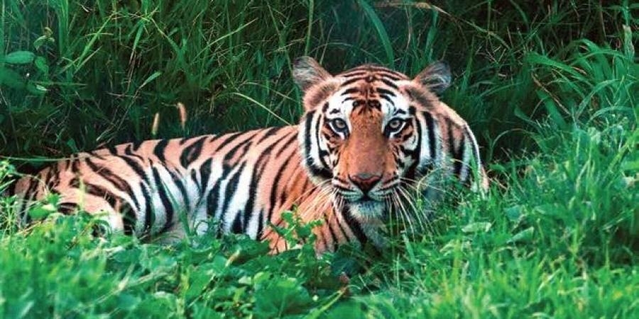 ‘tiger State Mp Lost 290 Big Cats In 19 Years, Still Has 675’ - The 