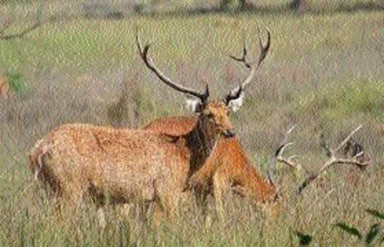 Barasingha _1  