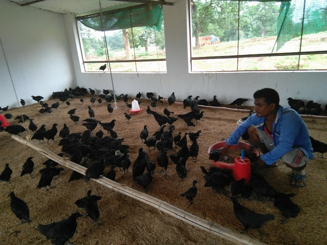 Kadaknath Farming Changing Lives Of People In Dantewada - The Hitavada