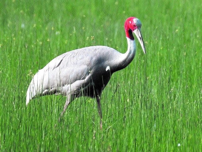 Record number of Sarus Crane spotted around Balaghat district - The ...