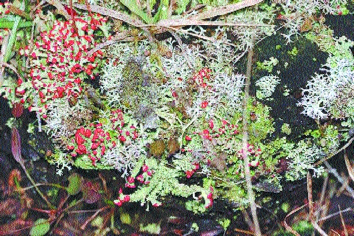 lichen garden_1 &nbs