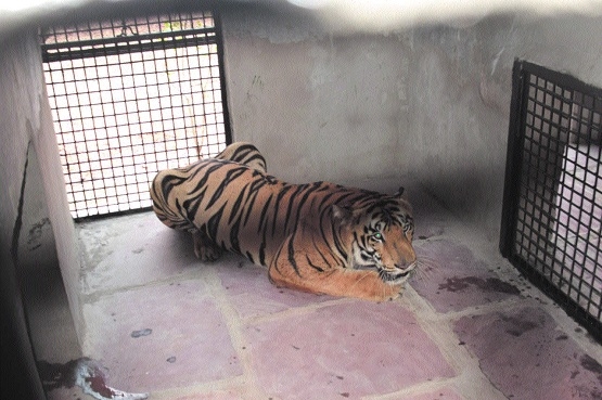 Tiger bhopal_1  