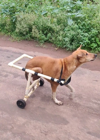 Dog with broken spine _1&