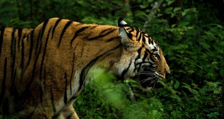 tiger-country-the-hitavada