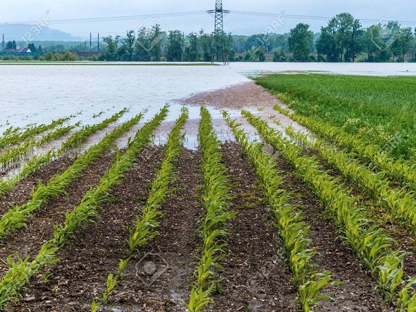 Increase In Rainfall, Temperature To Affect Agriculture In State: Study 