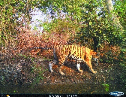 Fencing wire chokes tigress to death in Yavatmal - The Hitavada