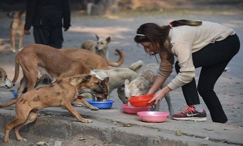 feeding stray dogs