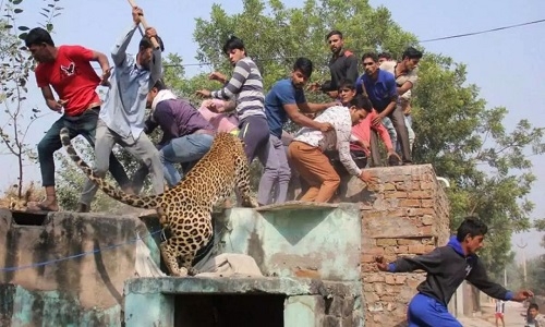 Man-animal conflict: 298 persons killed in State in last four years ...