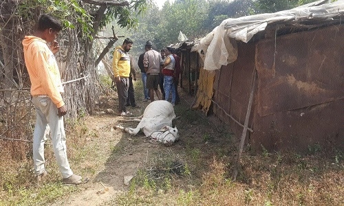 Tiger kills two cows