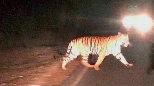 Video of tiger crossing road goes