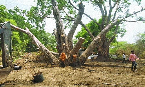 to 150-year-old Banyan tree