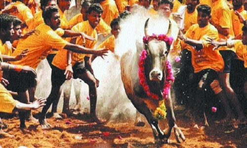 Jallikattu