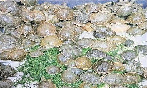 Rescues 540 Baby Turtles - The Hitavada