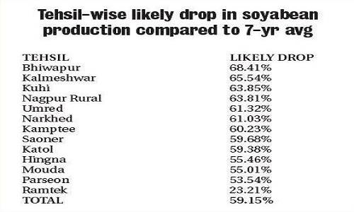 soyabean 