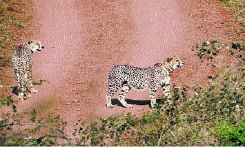 Cheetahs Agni, Vayu 