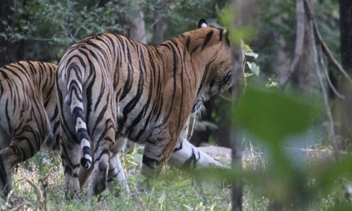 Pench Tiger Reserve 