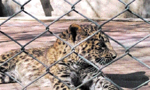 Leopard cub 