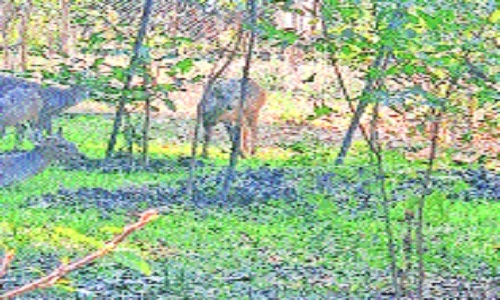 hog deer