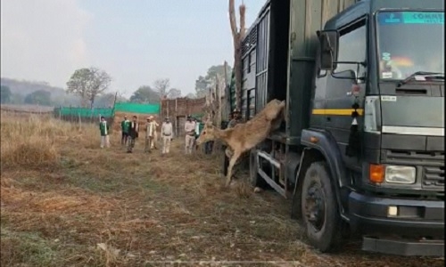 Bandhavgarh Tiger Reserve