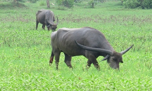 wild buffaloes 