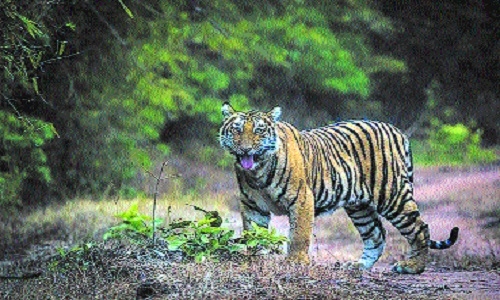 Bandhavgarh Reserve