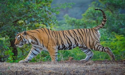 Ranthambore tiger enters Kuno 