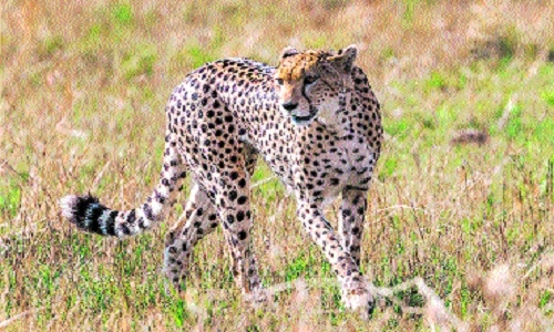 cheetah