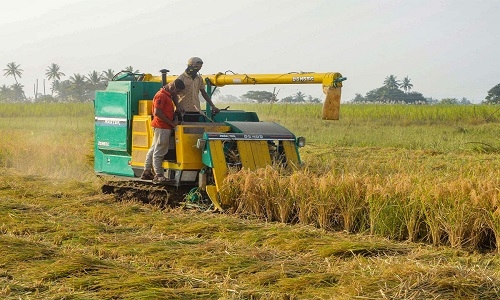 paddy procurement