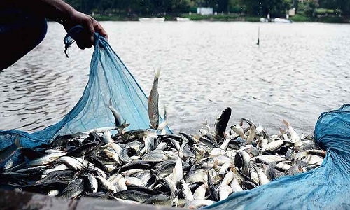 fisheries devpt policy