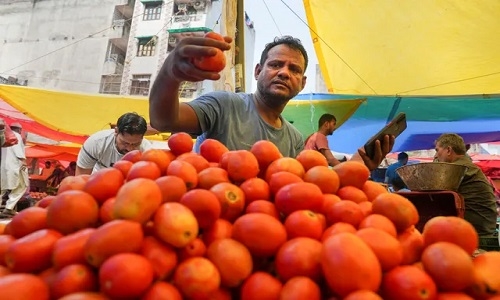 tomato prices 