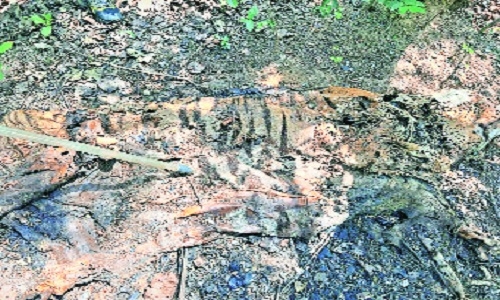 Tiger carcass 