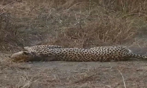 Cheetah Tejas