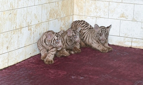 White tiger cubs