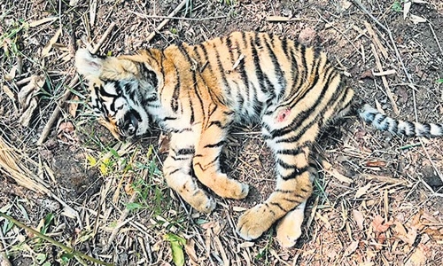 tiger cubs