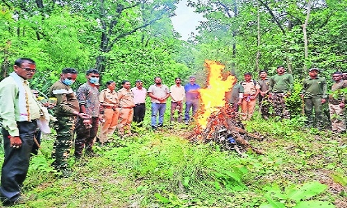 Two tiger cubs found dead in Paoni