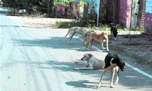 attacked by stray dogs