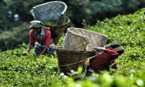 Tea exports