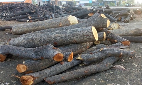 raid on timber merchant