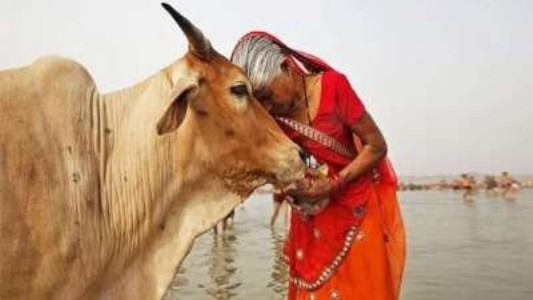 Mah Govt declares cow as ‘Rajya Mata’, launches subsidy scheme