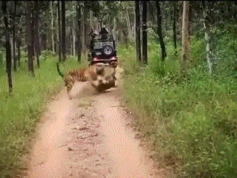 two tigresses fighting