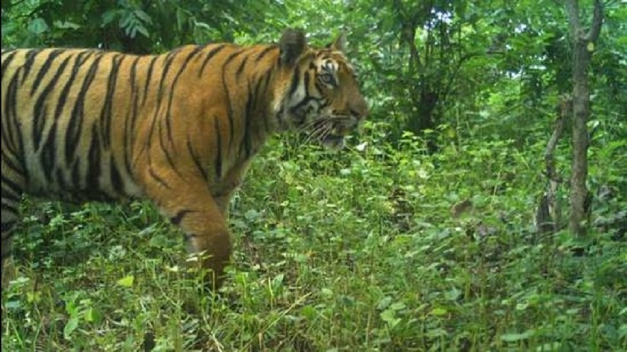 tiger monitoring