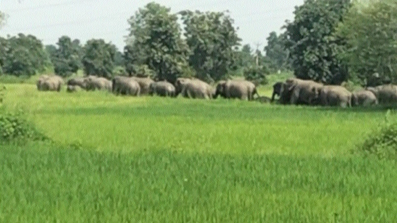 Jumbo herd posing threat to crops 