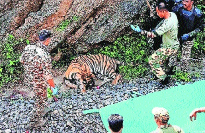 Tigress hit by train in Gobarwahi rescued