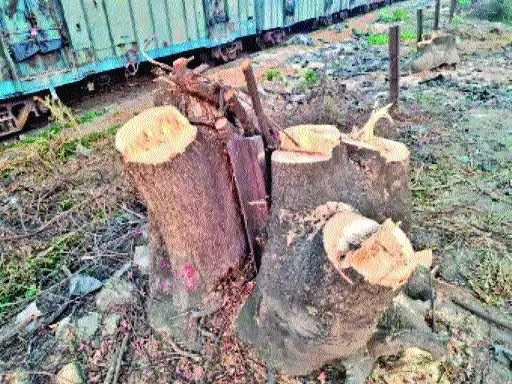 Remnant of trees that were fell for the construction of a Railway depot in Bilaspur