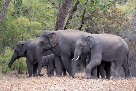 Will discuss issues of inter-state movement of elephants with Chhattisgarh govt: MP CM