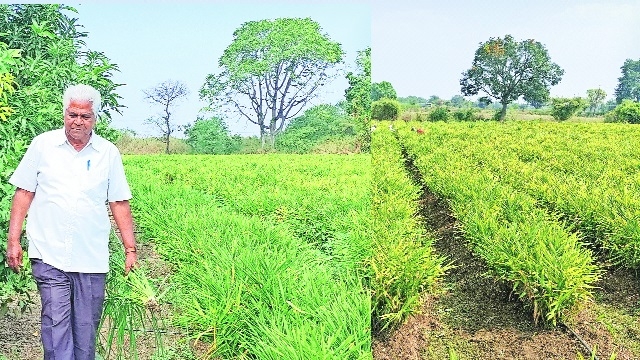 Ramprabhu Sonone with farmland