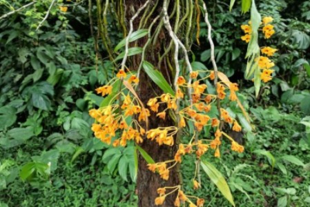 BSI scientists discover new species of orchid in Arunachal