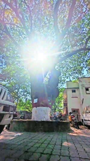 The 147-year-old rain tree