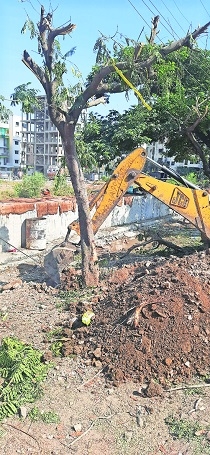 translocating 60 trees on Besa-Pipla Road